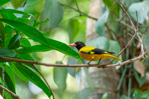 Black-hooded oriole photo