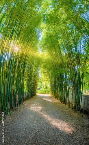 The road is covered with bamboo trees.