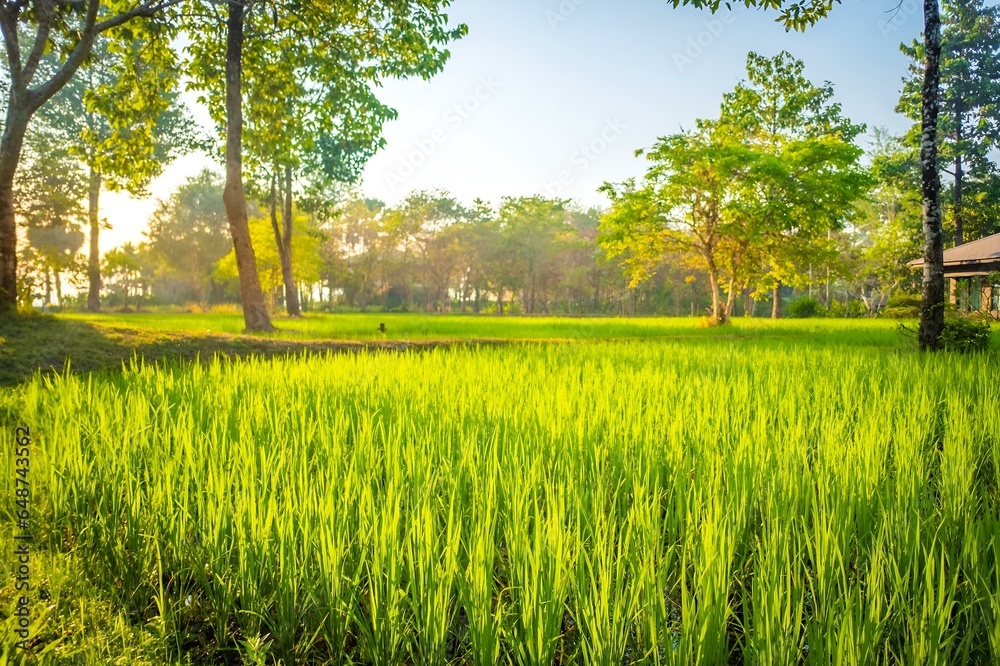 Obraz premium Nature, lush green rice fields