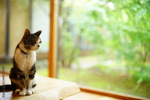苔庭を背景にくつろぐキジ猫