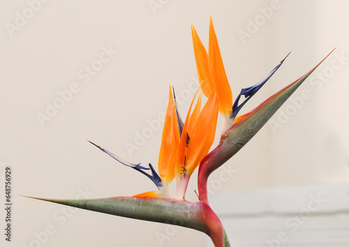 Bird of paradise photo