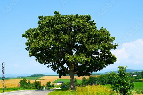 Seven Star Tree in Biei Town - Famous Oak Tree