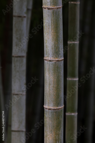 Bamboo forest background. natural texture