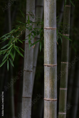 Bamboo forest background. natural texture