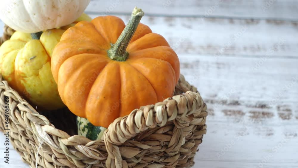 Different types of mini pumpkins color background 