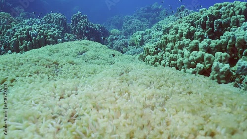 Camera moves forward over large Flowerpot coral or Anemone coral (Goniopora columna) colony in coral garden, Slow motion photo