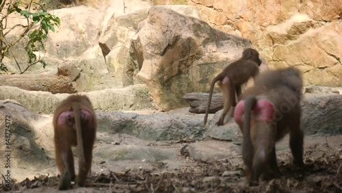 hamadryas baboon relaxing in park. hamadryas baboon is a species of baboon within the Old World monkey family. photo