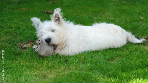 A cute West Highland Terrier Puppy lying on the grass and chewing a plastic pot