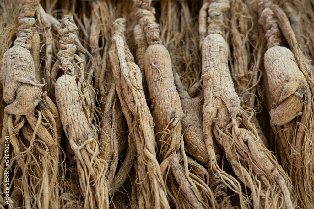 crowd of dried ginseng, dried nourishing herb. crowd of dried ginseng, dried nourishing herb.