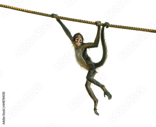 young spider monkey on the rope