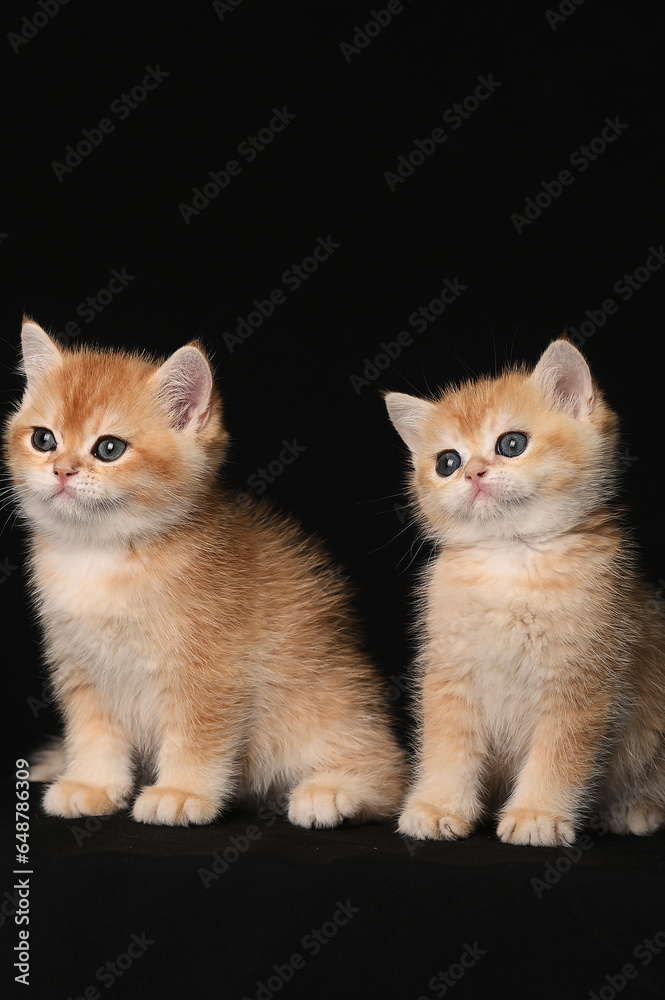 British shorthair golden chinchilla, two red kittens on a black background