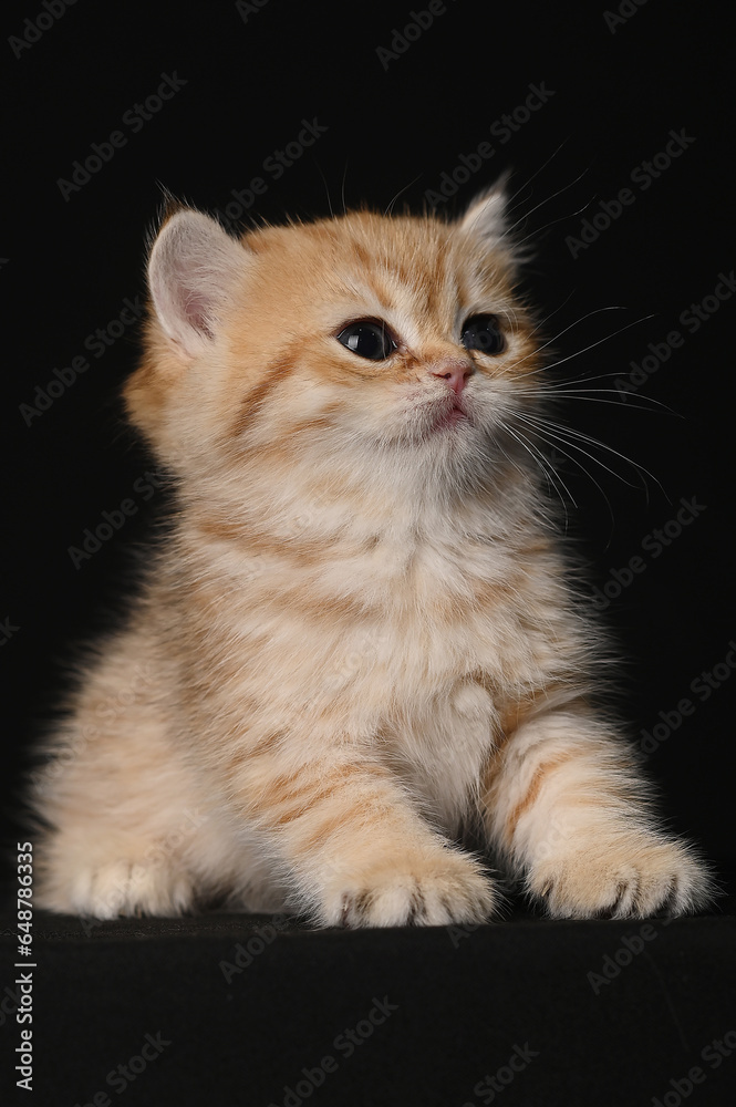 British shorthair golden chinchilla, red kitten on a black background