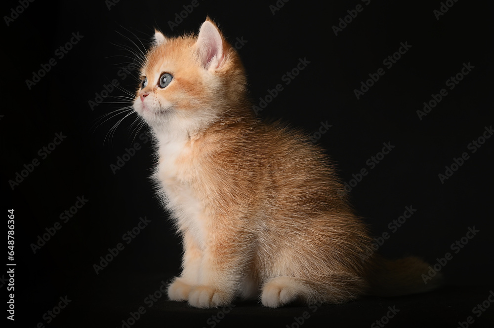 British shorthair golden chinchilla, red kitten on a black background British shorthair golden chinchilla, red kitten on a black background