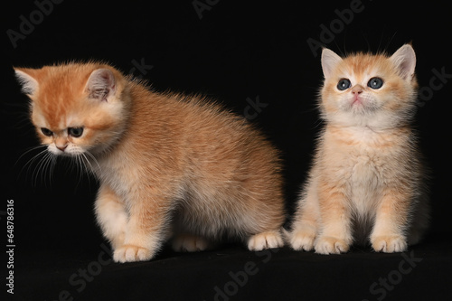 British shorthair golden chinchilla, two red kittens on a black background