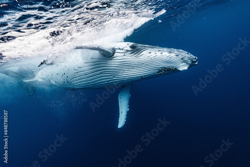 White Humpback Whale