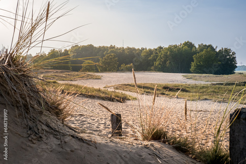 Serene beauty of Hamburg's Boberger Dünen sand dunes as you stroll along a sunlit path amidst the tranquil sand dunes, with dune grass dancing gently and a distant forest graced by the soft sunlight.