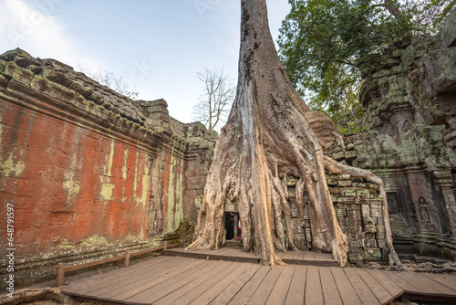 Giant tree roots cover the Ta Prohm temple at Angkor Wat and cla photo