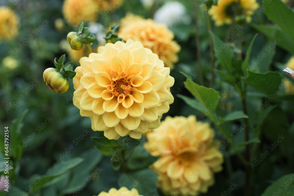 lots of beautiful yellow dahlias