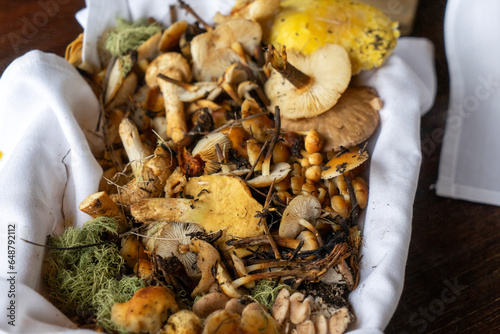 A basket full of various foraged wild mushrooms photo