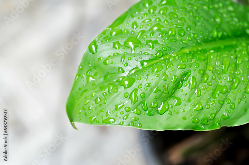 Spathiphyllum, monocotyledonous or Araceae or Spath or Lily Peace and rain drop or dew drop