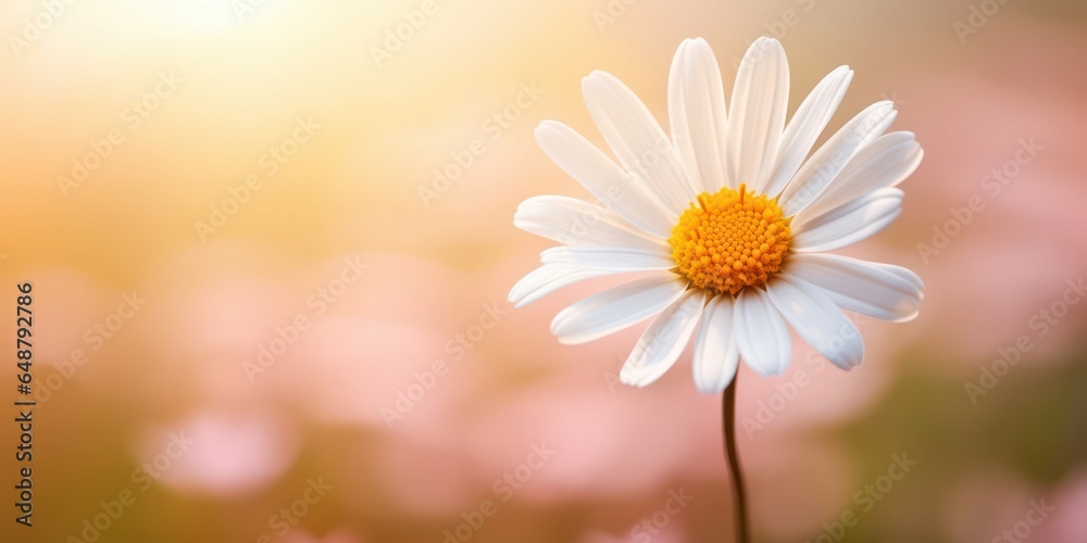 Daisy Flower Captured in Stunning Macro Daisy Flower Captured in Stunning Macro