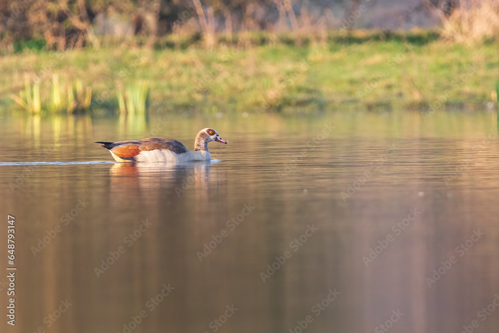 goose in the lake goose in the lake