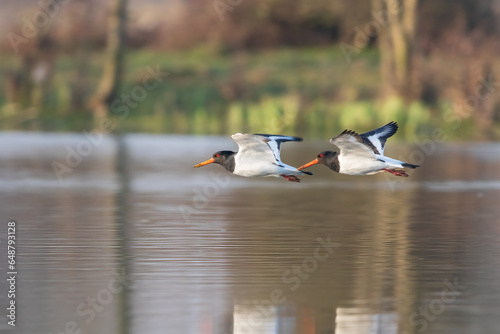 Tableau sur toile oystercatcher in flight