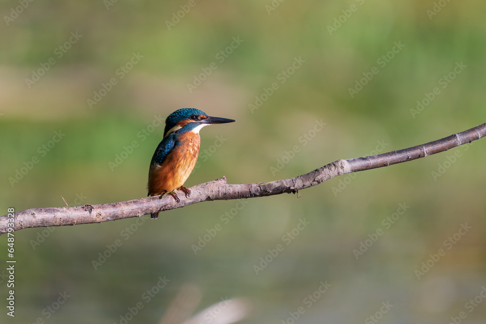 kingfisher on a branch