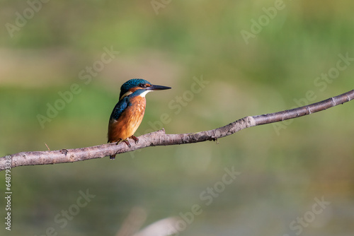 kingfisher on a branch