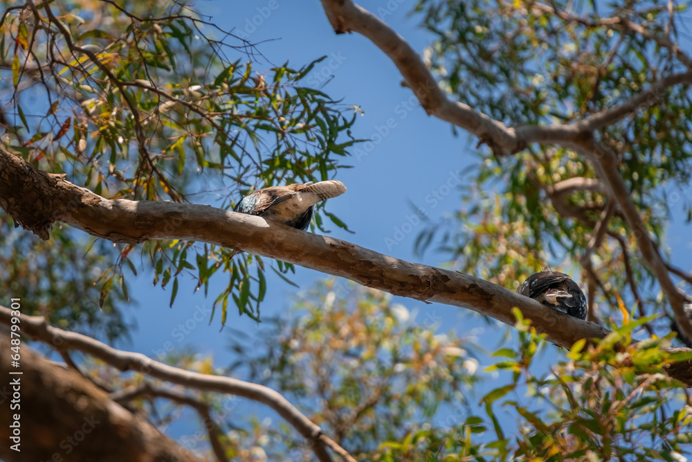 Backs of two kookaburras sitting on the branch of a gum tree Backs of two kookaburras sitting on the branch of a gum tree