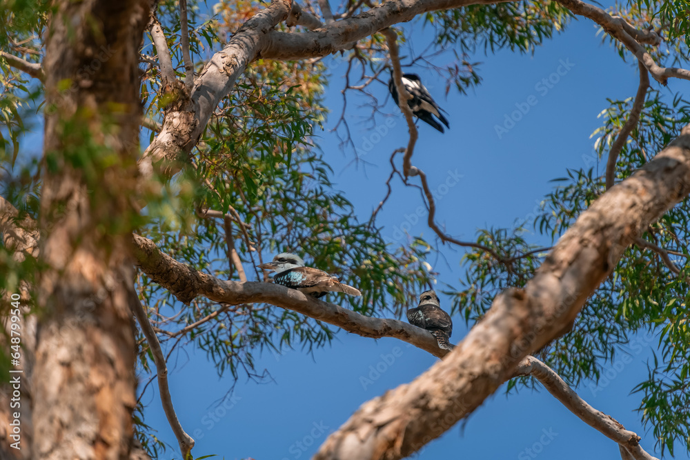 Two Laughing kookaburras sitting on branch of gum tree Two Laughing kookaburras sitting on branch of gum tree