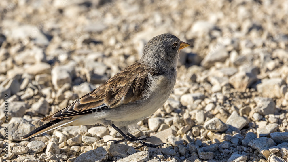 Alpine Snowfinch (Montifringilla nivalis) on a rock at high altitude in the Dolomites (Italy) Alpine Snowfinch (Montifringilla nivalis) on a rock at high altitude in the Dolomites (Italy)