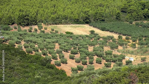 Agricultural plantation (European olive, etc.) in Sicily, Italy.   photo