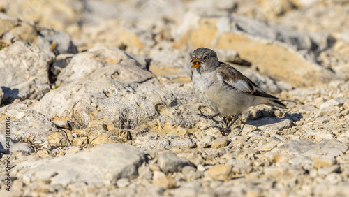 Alpine Snowfinch (Montifringilla nivalis) on a rock at high altitude in the Dolomites (Italy) photo