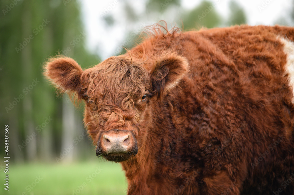 brown galloway cow portrait close up on a pasture in summer brown galloway cow portrait close up on a pasture in summer