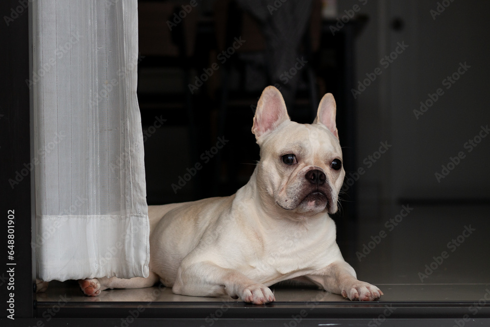 Young French Bulldog laying on the floor and looking outside the house.