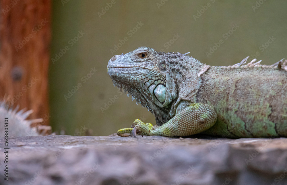 One of Turkey's largest zoos, animals are resting, visitors have a great experience. One of Turkey's largest zoos, animals are resting, visitors have a great experience.
