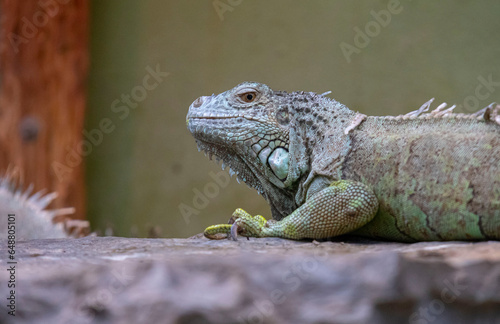 One of Turkey s largest zoos  animals are resting  visitors have a great experience.