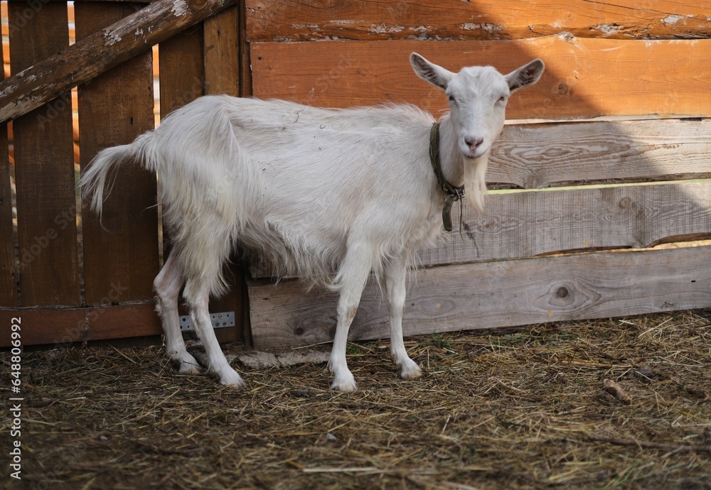 Obraz premium goat on the farm