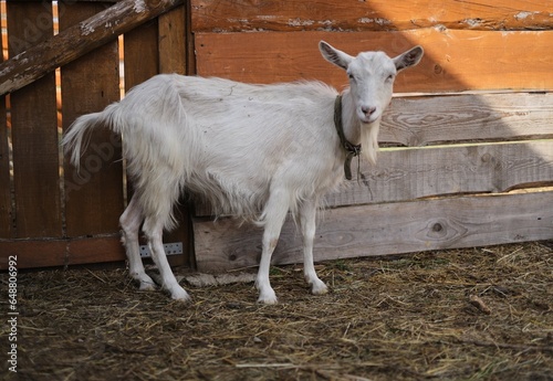 Fototapeta Naklejka Na Ścianę i Meble -  goat on the farm