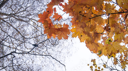 Looking up in Autumn Park. Autumn leaves. Golden season. Yellow leaves. Sky. In park. Naked tree. Seasonal theme. Sadness, hope