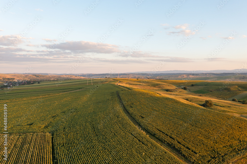 a large field of crops in the middle of a rural area 