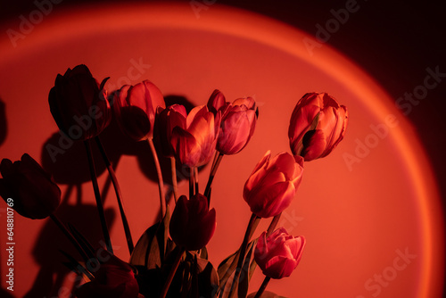 Pink colored tulip flower in neon light on red gradient background in the night light. Flowers for decoration. Creative dark holiday concept. Copy space greeting card Floral bouquet of fresh flowers
