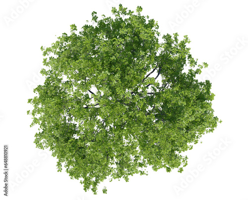 top view big tree jungle PNG transparent, 3d illustration rendering