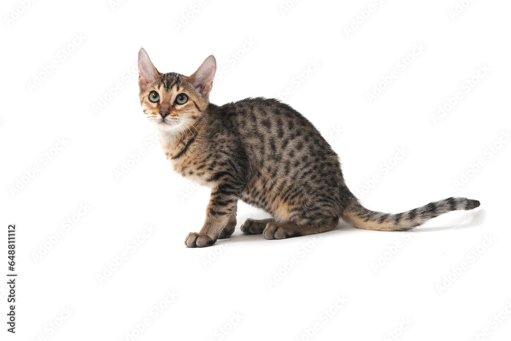 Purebred smooth-haired cat on a white isolated background