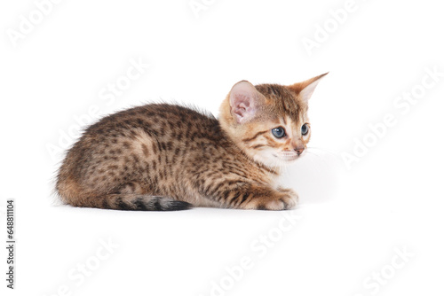 ginger purebred kitten sits on an isolated white background