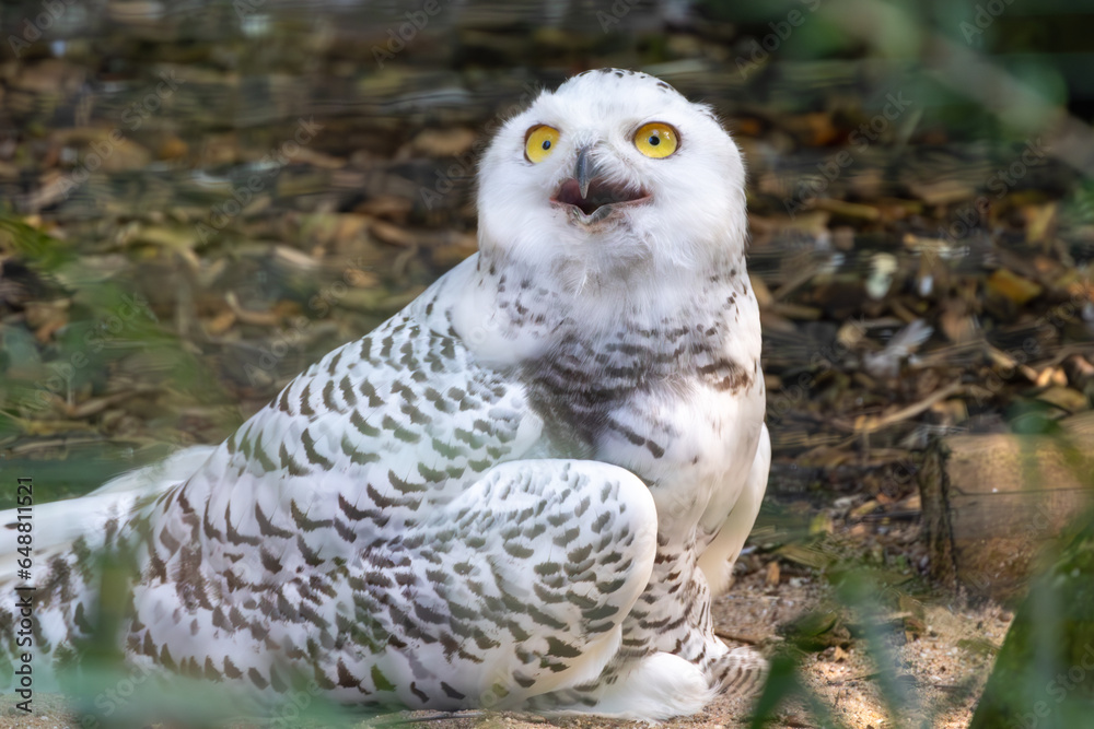 Fototapeta premium Happy Snowy Owl at the Dortmund Zoo