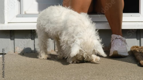 A cute west highland terrier puppy fidgeting beside its owner