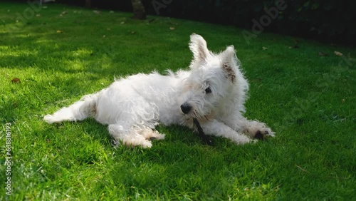 A cute West Highland Terrier puppy lying on grass in the summer, chewing a feather
