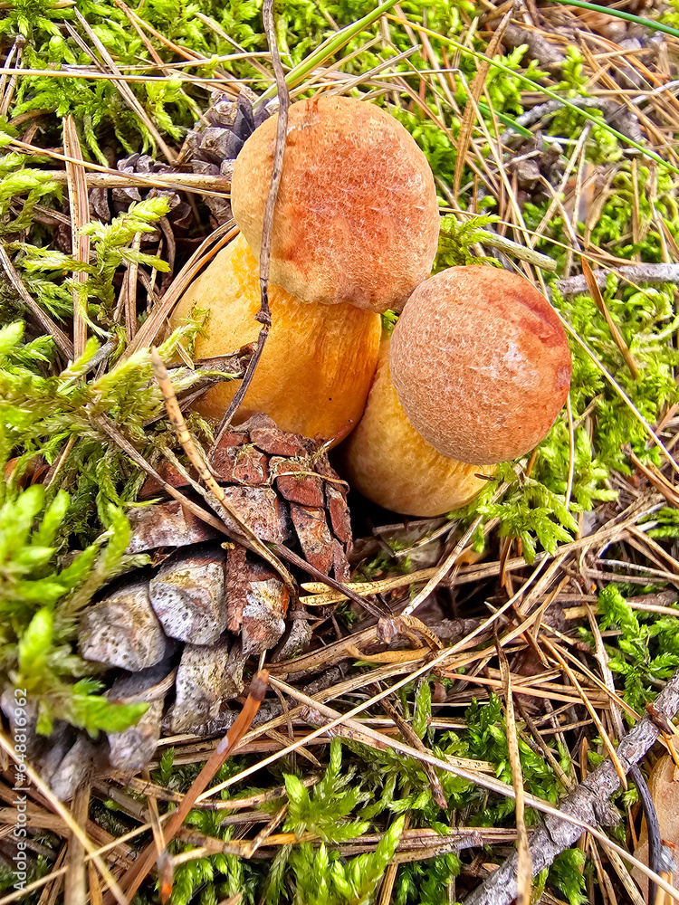 a mushroom in the forest a mushroom in the forest